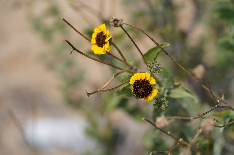 Encelia conspersa photo 3