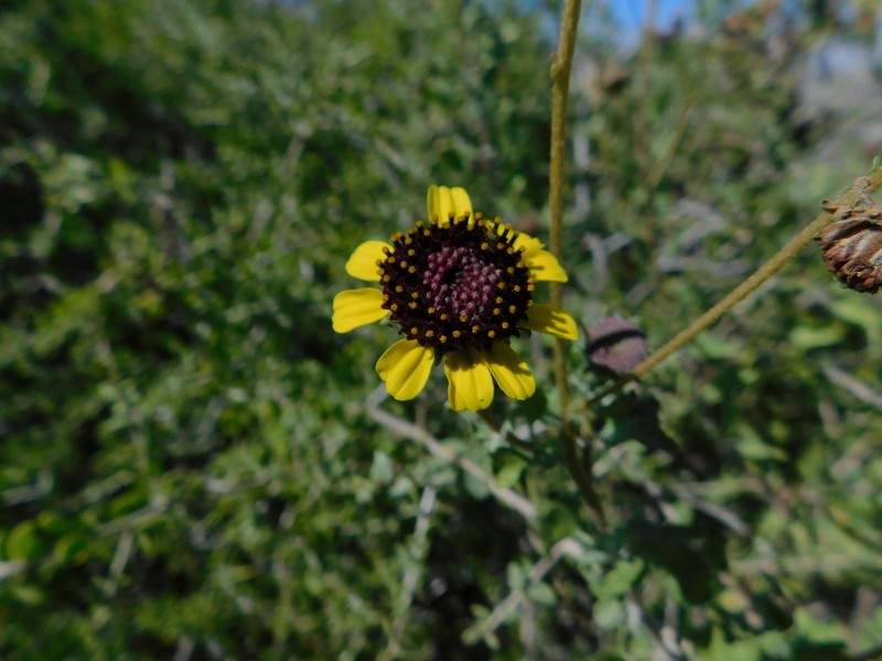 Encelia conspersa photo 4