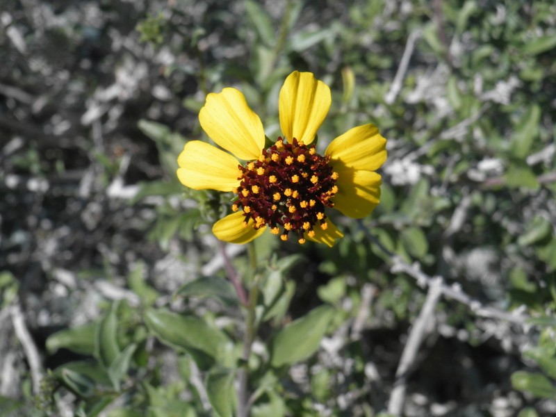 Encelia conspersa photo 5