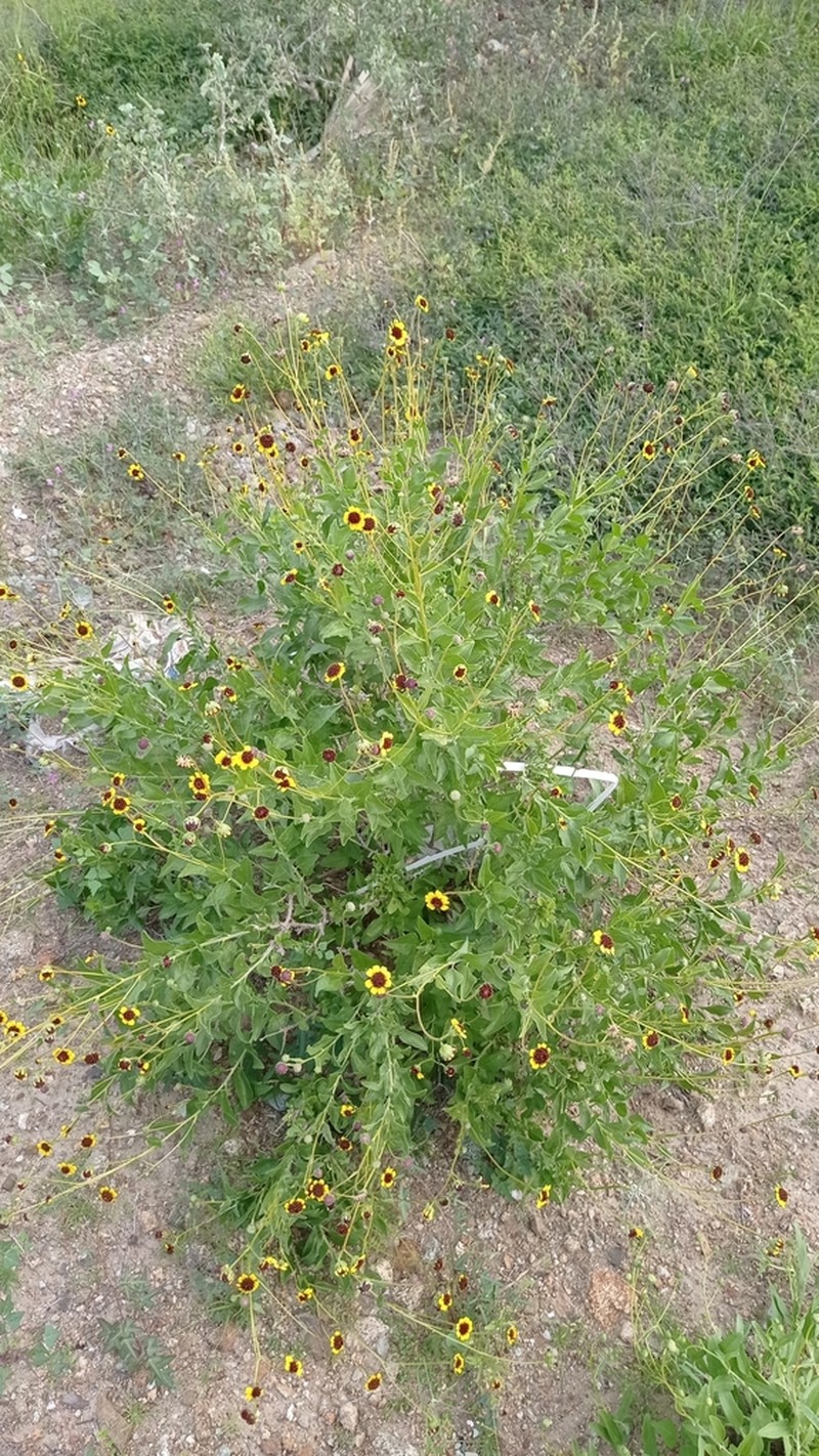 Encelia conspersa photo 6