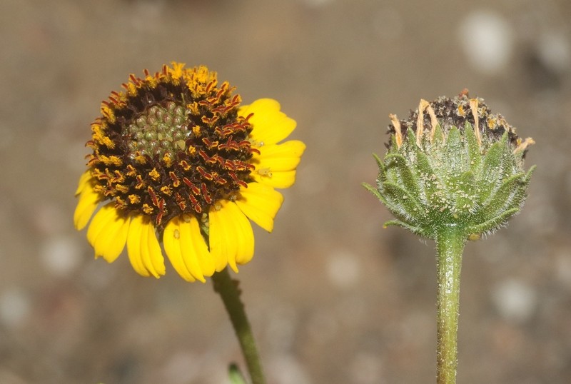Encelia conspersa photo 7