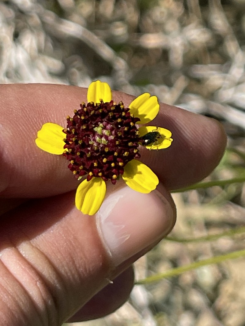 Encelia conspersa photo 8