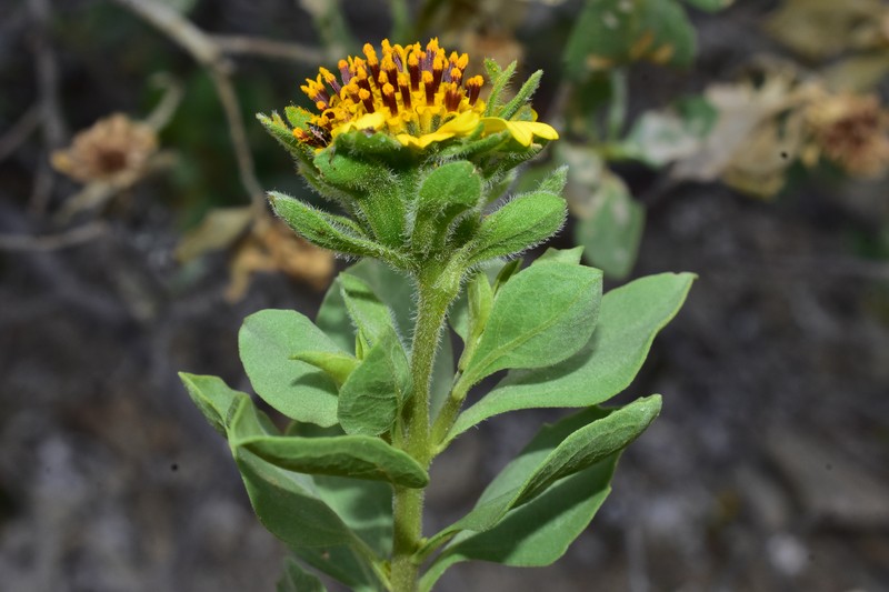 Encelia densifolia