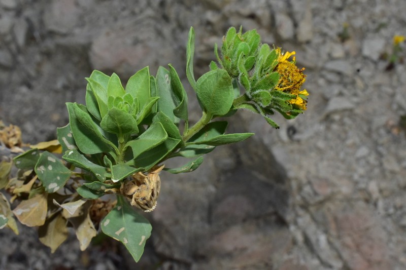 Encelia densifolia photo 2
