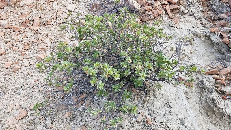 Encelia densifolia photo 3