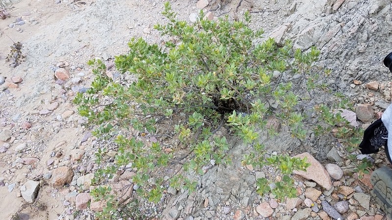 Encelia densifolia photo 4