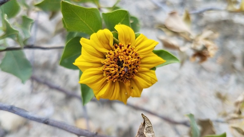 Encelia densifolia photo 5