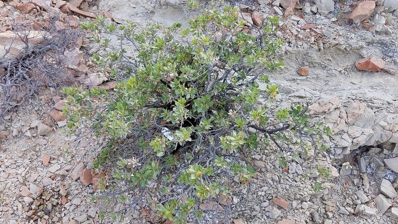 Encelia densifolia photo 6