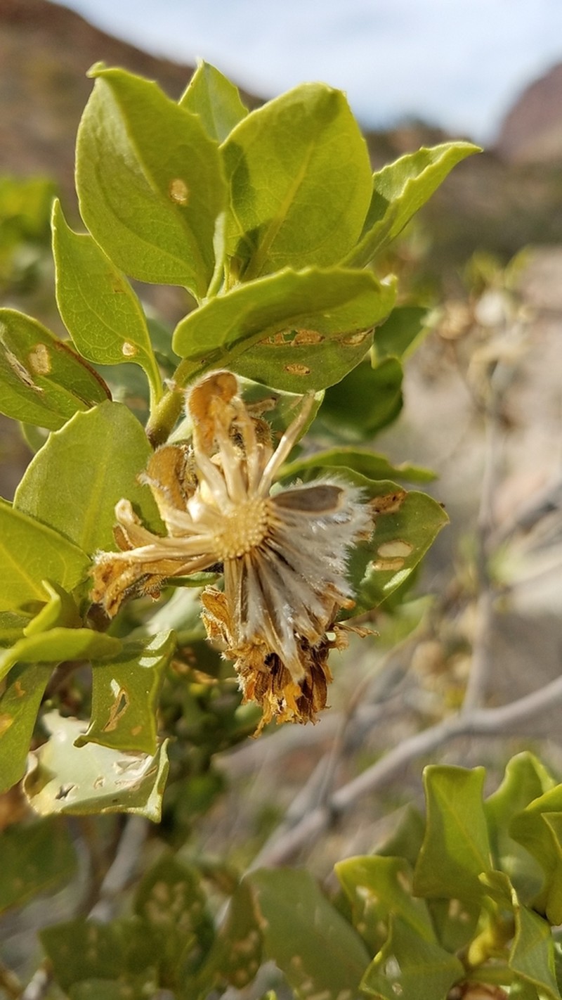 Encelia densifolia photo 7