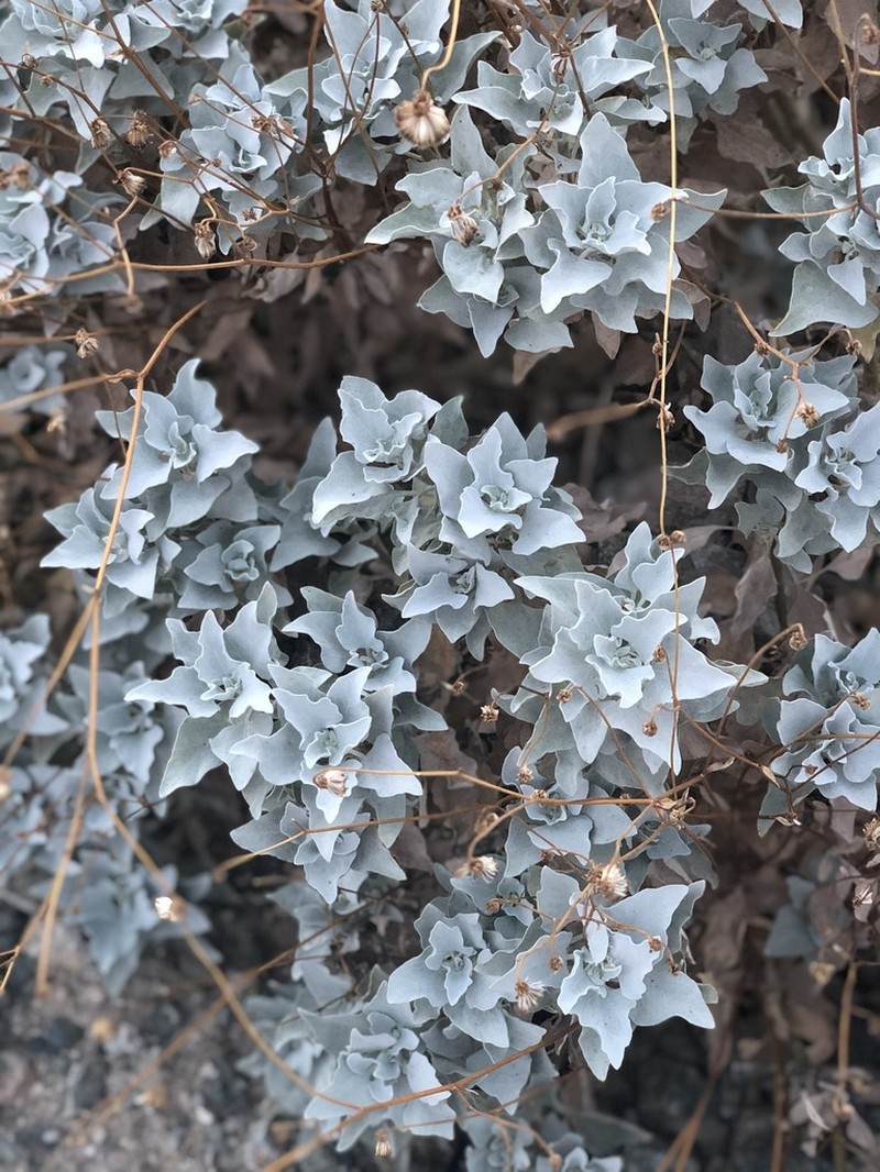 Brittlebush photo 3