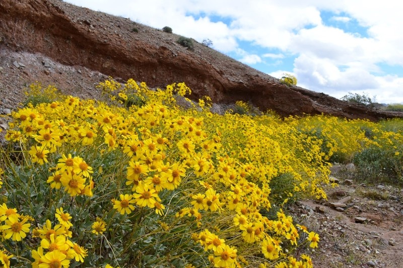 Brittlebush photo 4