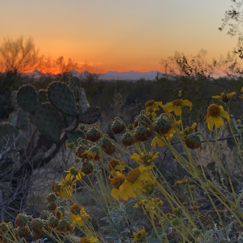 Brittlebush photo 5