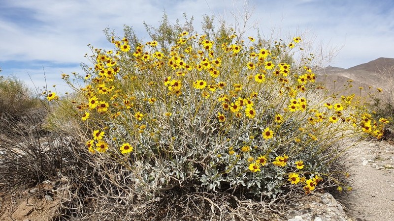 Brittlebush photo 6