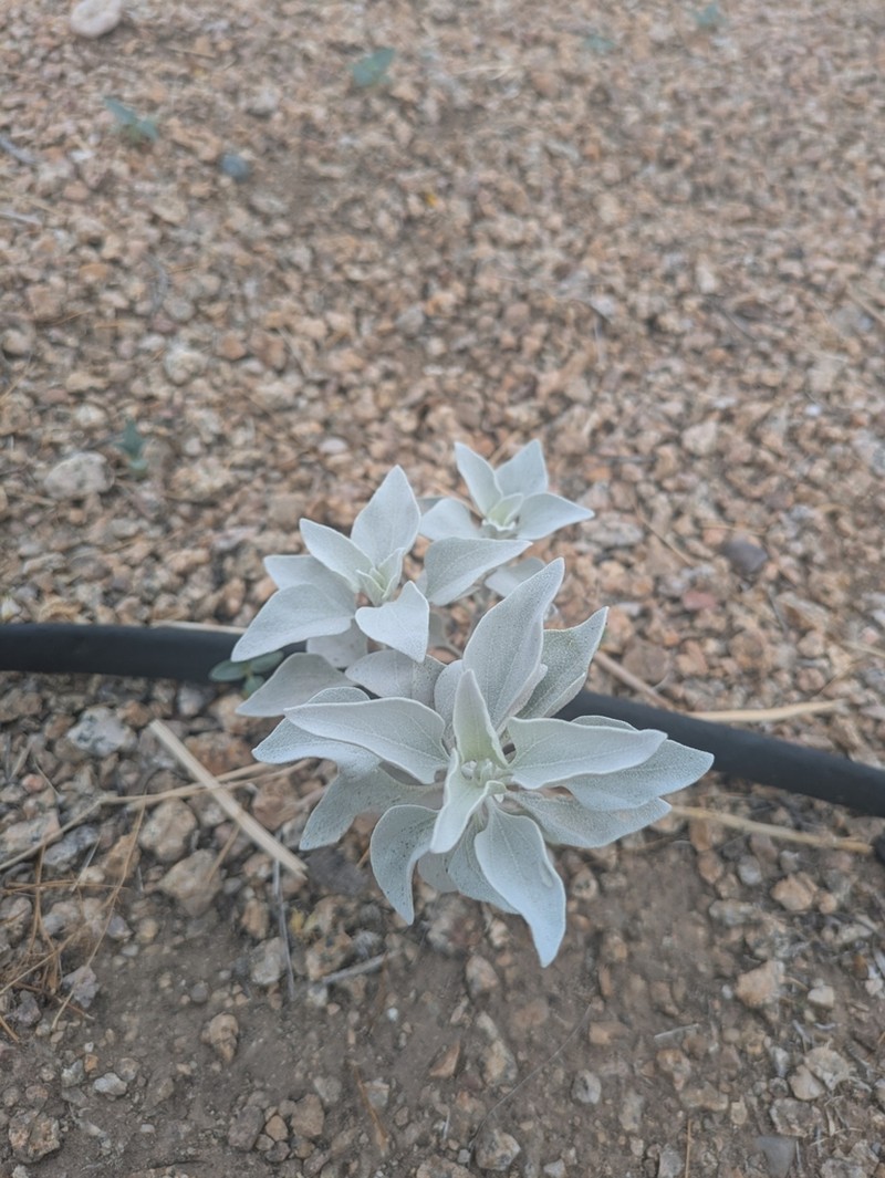 Brittlebush photo 7