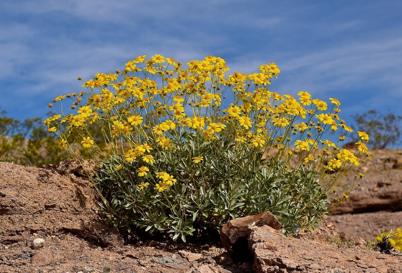 Brittlebush photo 8