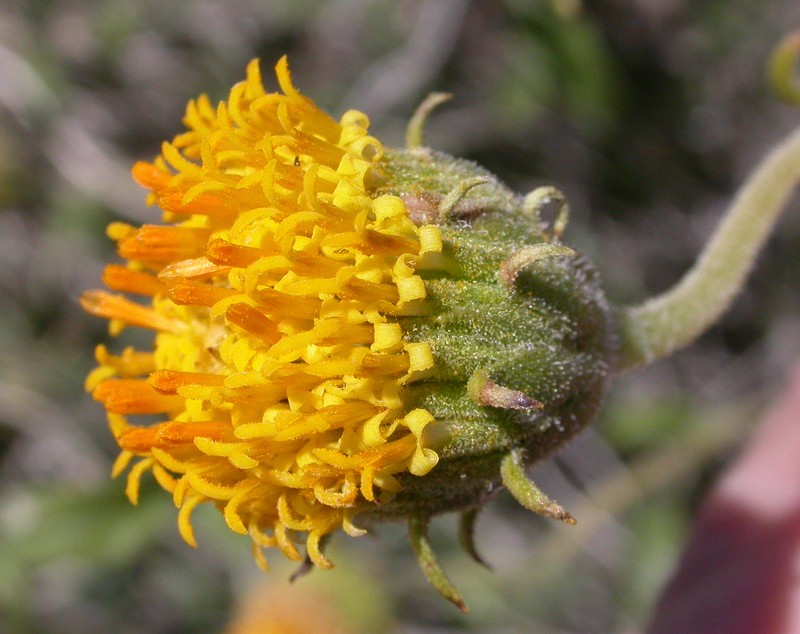Button Brittlebush