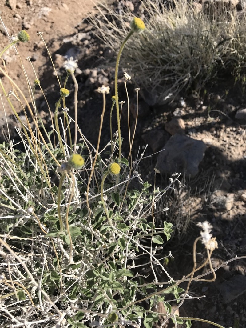 Button Brittlebush