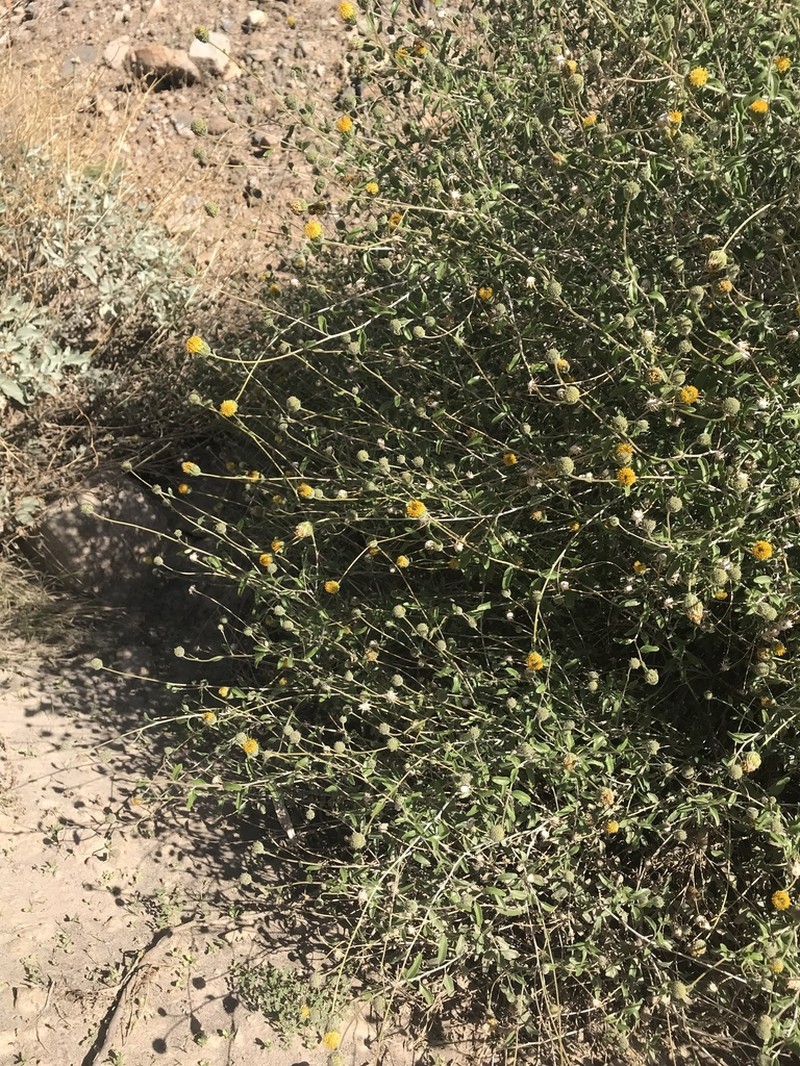 Button Brittlebush photo 2