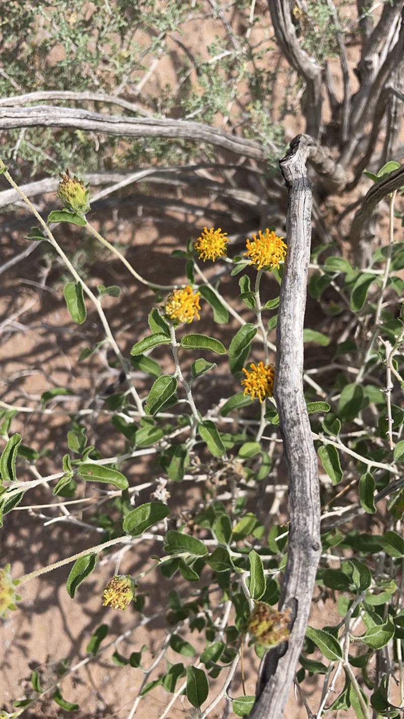 Button Brittlebush photo 3