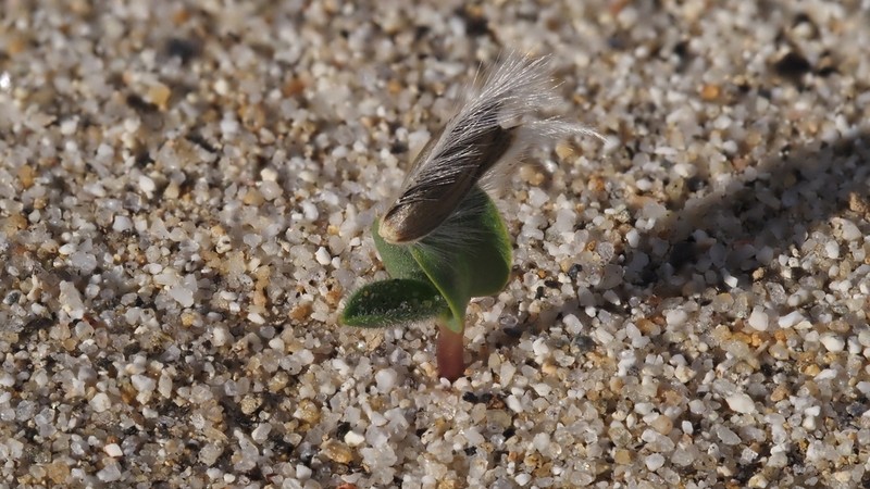 Button Brittlebush photo 4