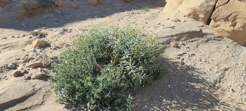 Button Brittlebush photo 5