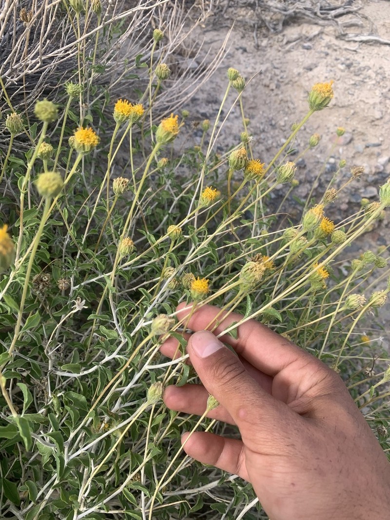 Button Brittlebush photo 6