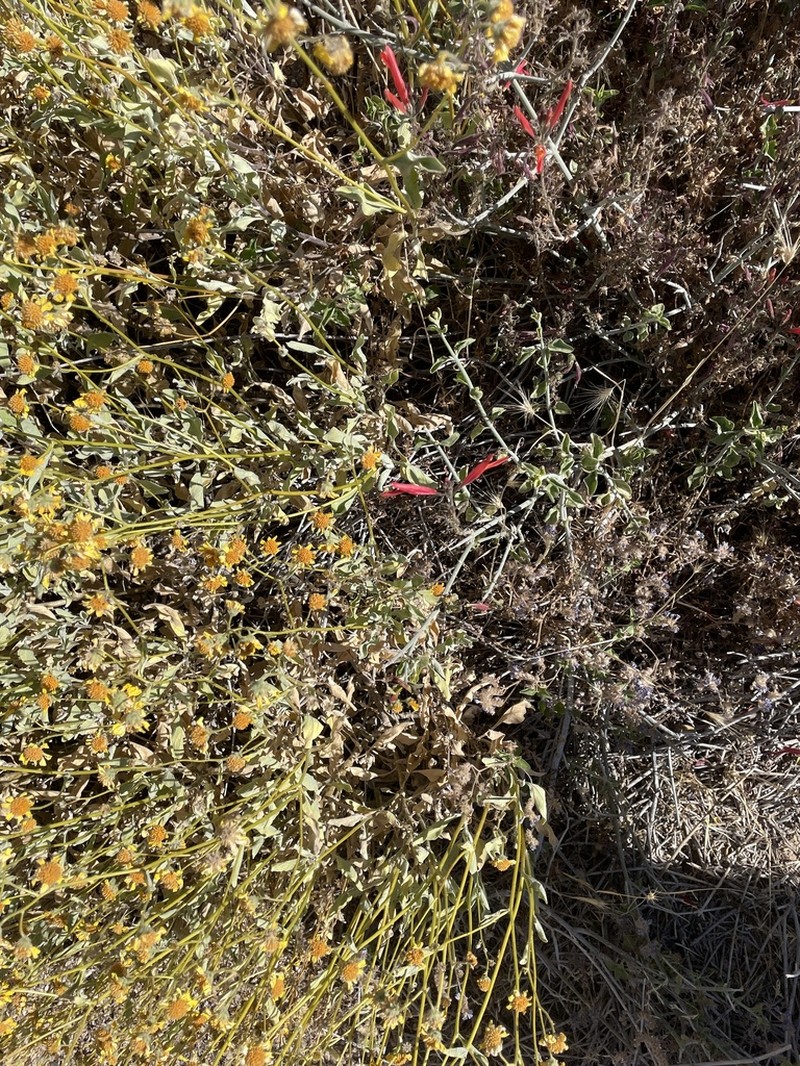 Button Brittlebush photo 7