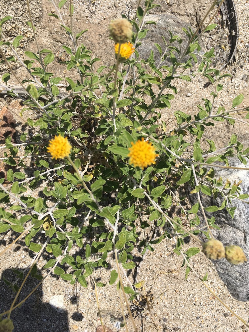 Button Brittlebush photo 8