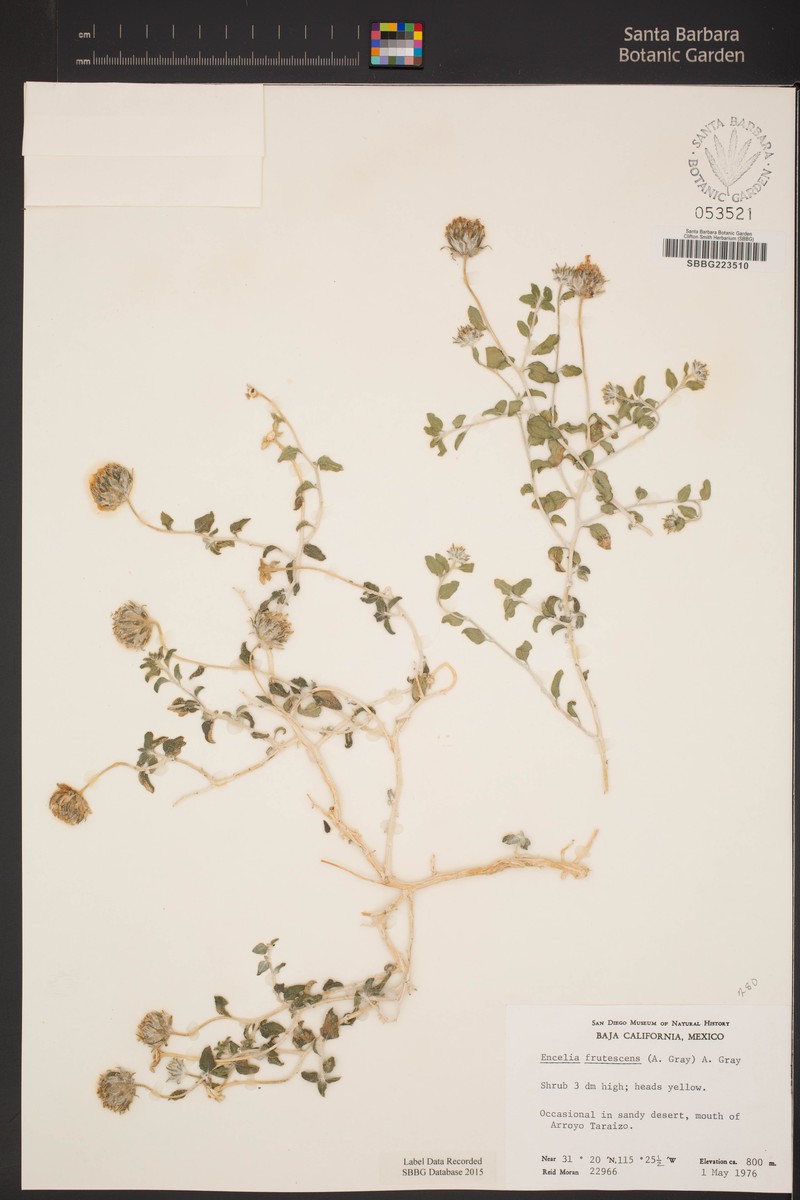 Encelia glandulosa