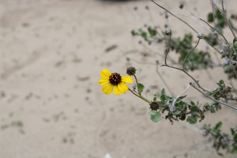Encelia halimifolia photo 2
