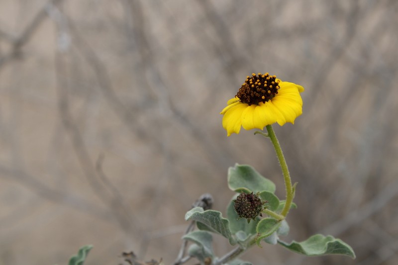 Encelia halimifolia photo 3