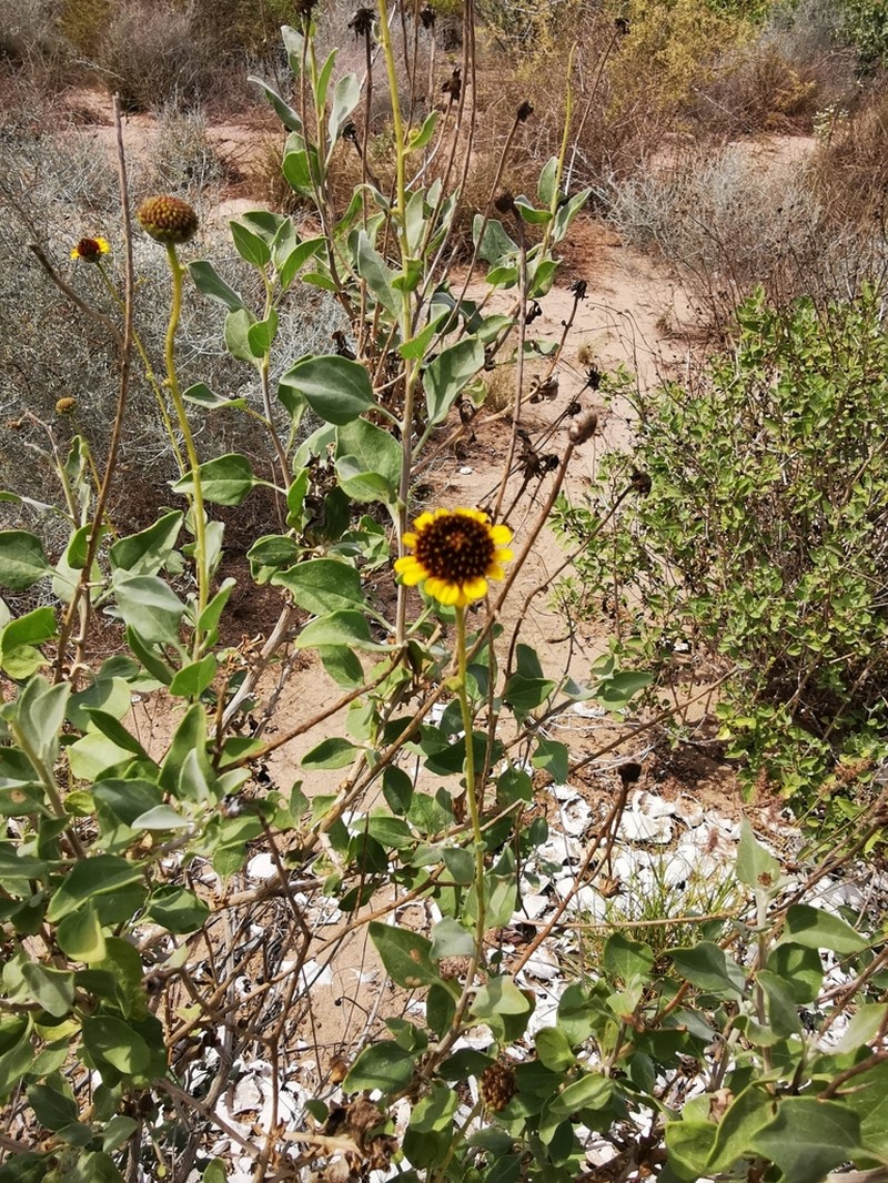 Encelia halimifolia photo 4