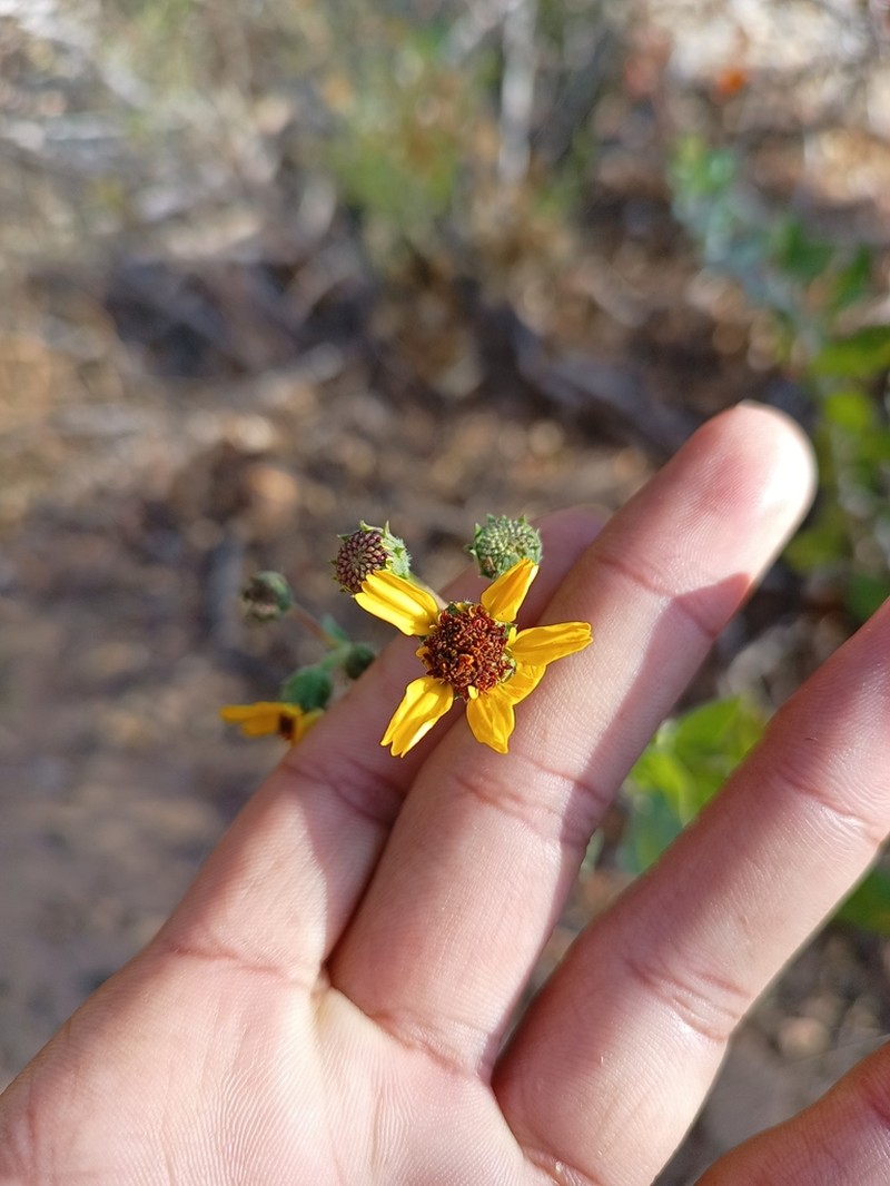 Encelia halimifolia photo 5