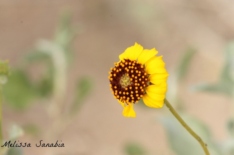 Encelia halimifolia photo 6