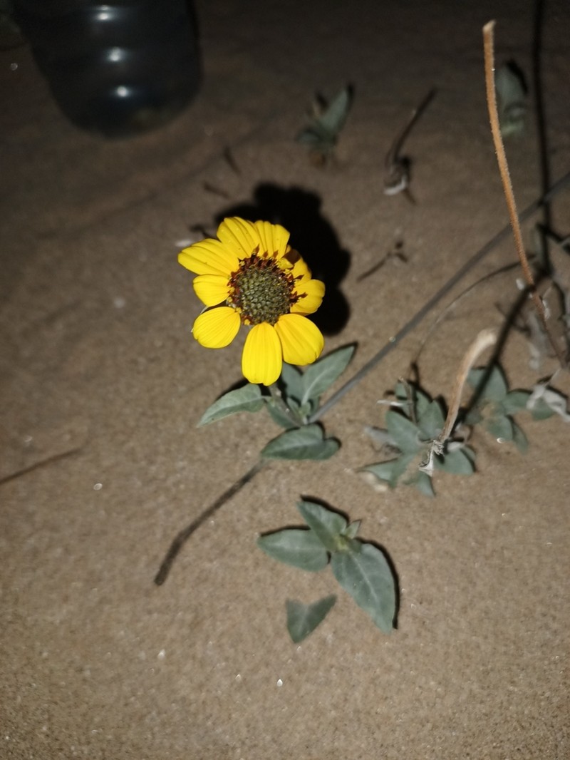 Encelia halimifolia photo 7