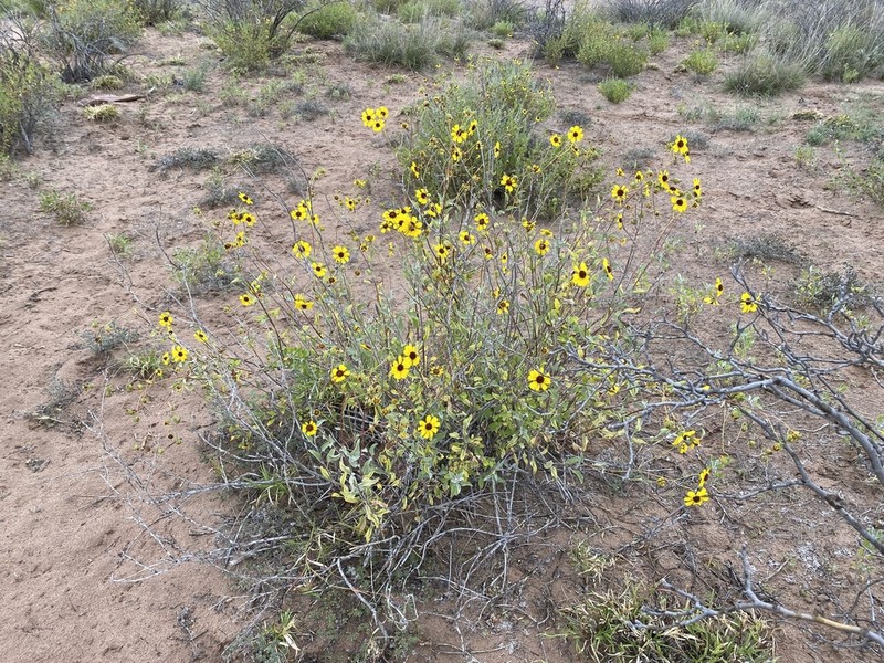 Encelia halimifolia photo 8