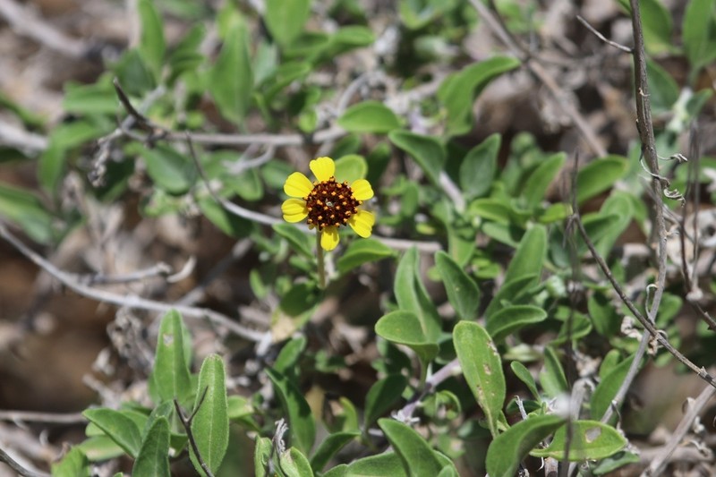 Encelia hispida