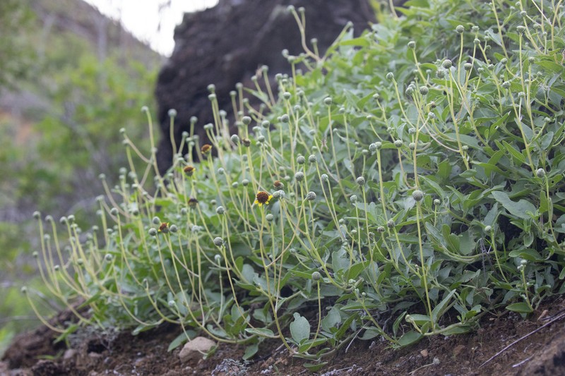 Encelia hispida photo 2