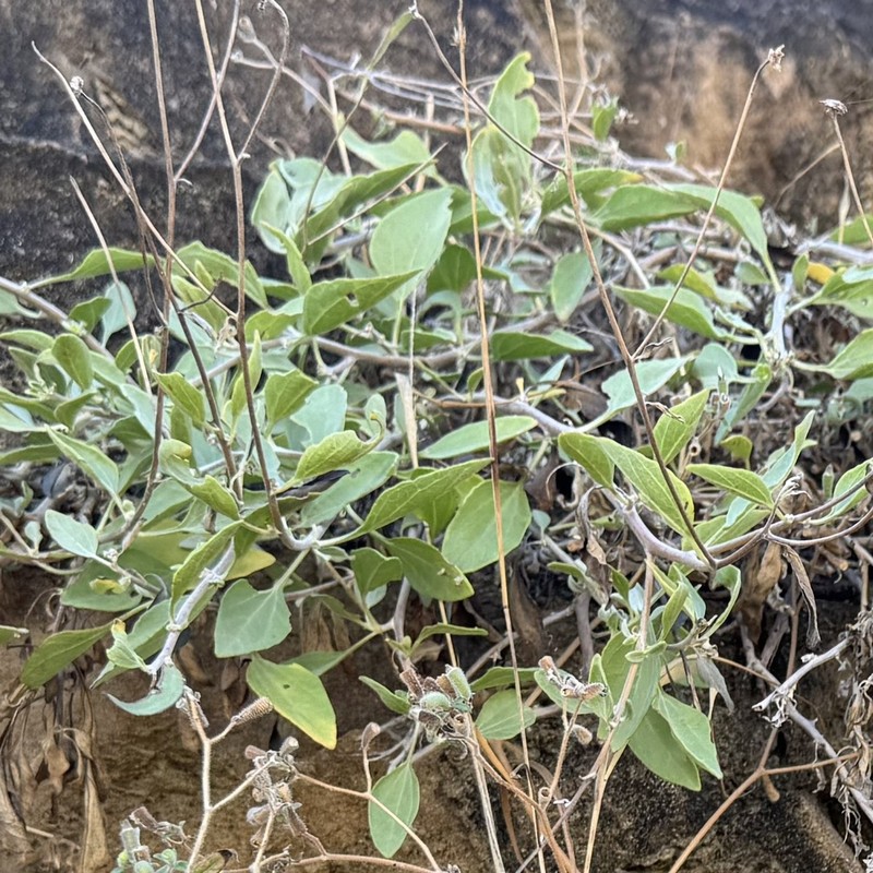 Encelia hispida photo 3
