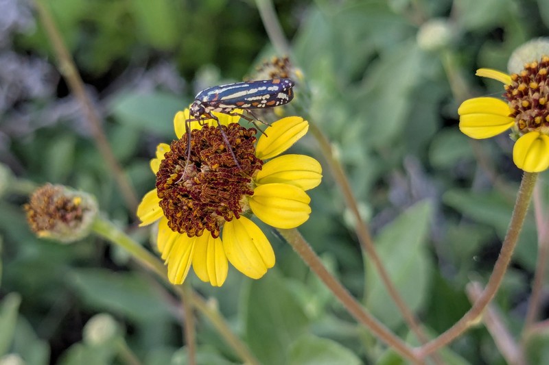 Encelia hispida photo 4