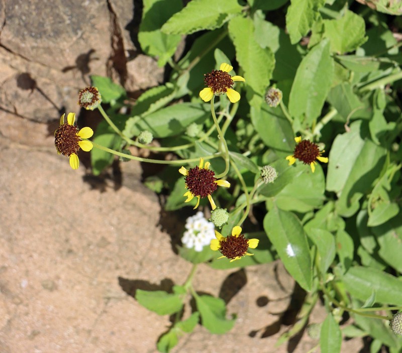 Encelia hispida photo 7