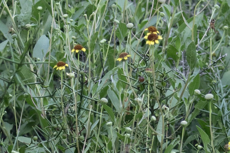 Encelia hispida photo 8