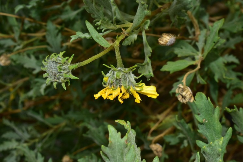 Encelia laciniata