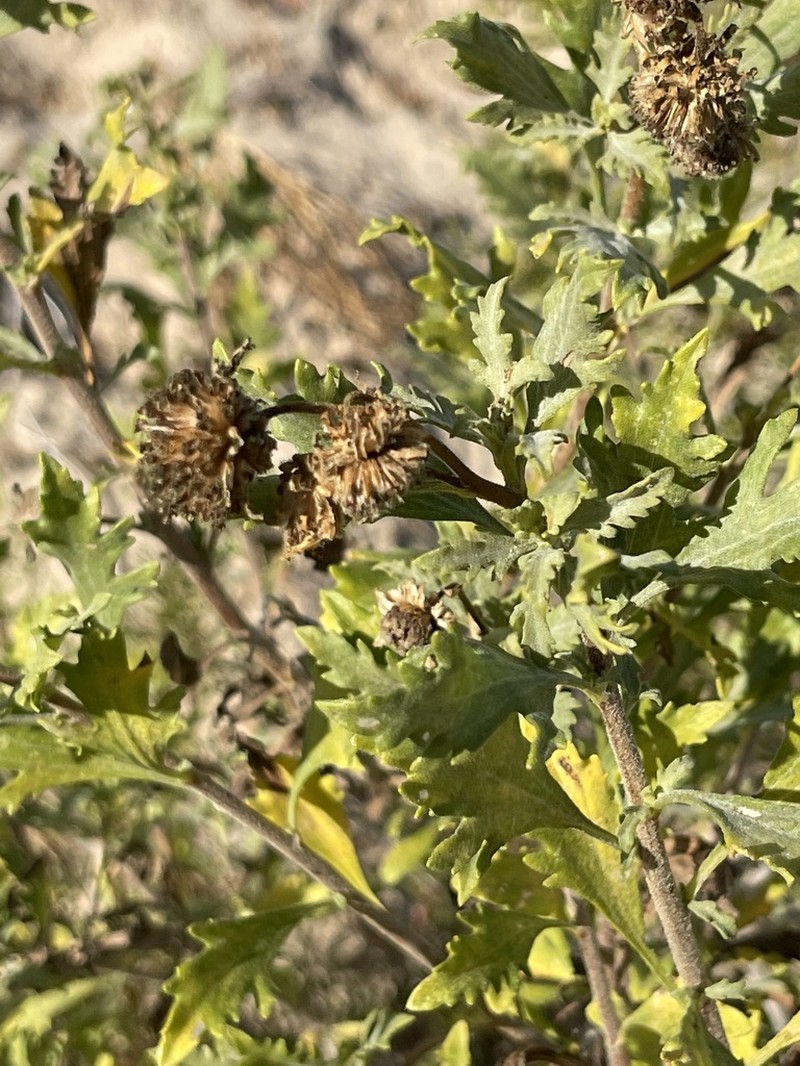 Encelia laciniata photo 2