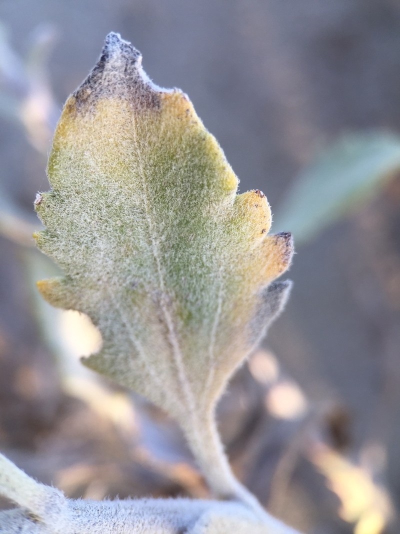 Encelia laciniata photo 3