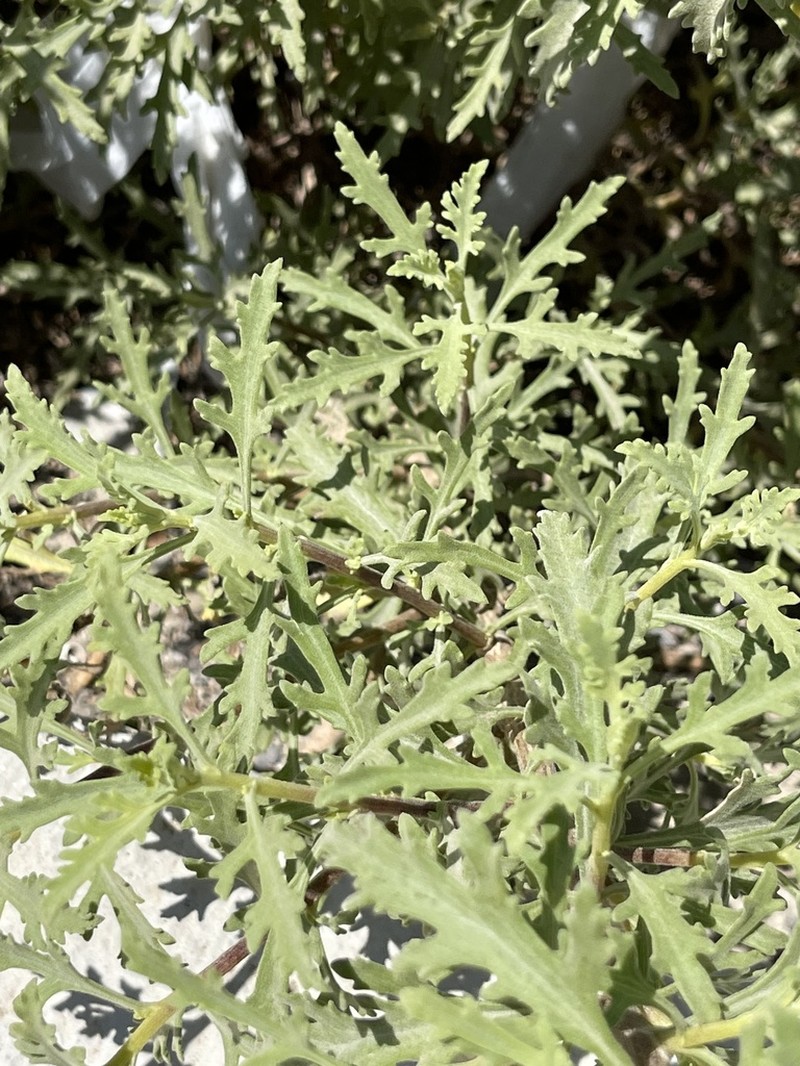 Encelia laciniata photo 4