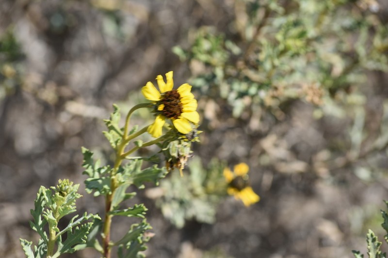 Encelia laciniata photo 5