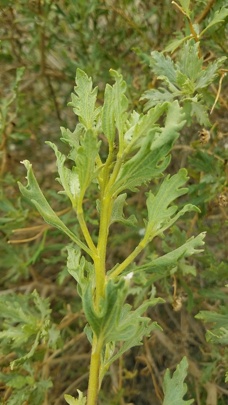 Encelia laciniata photo 6