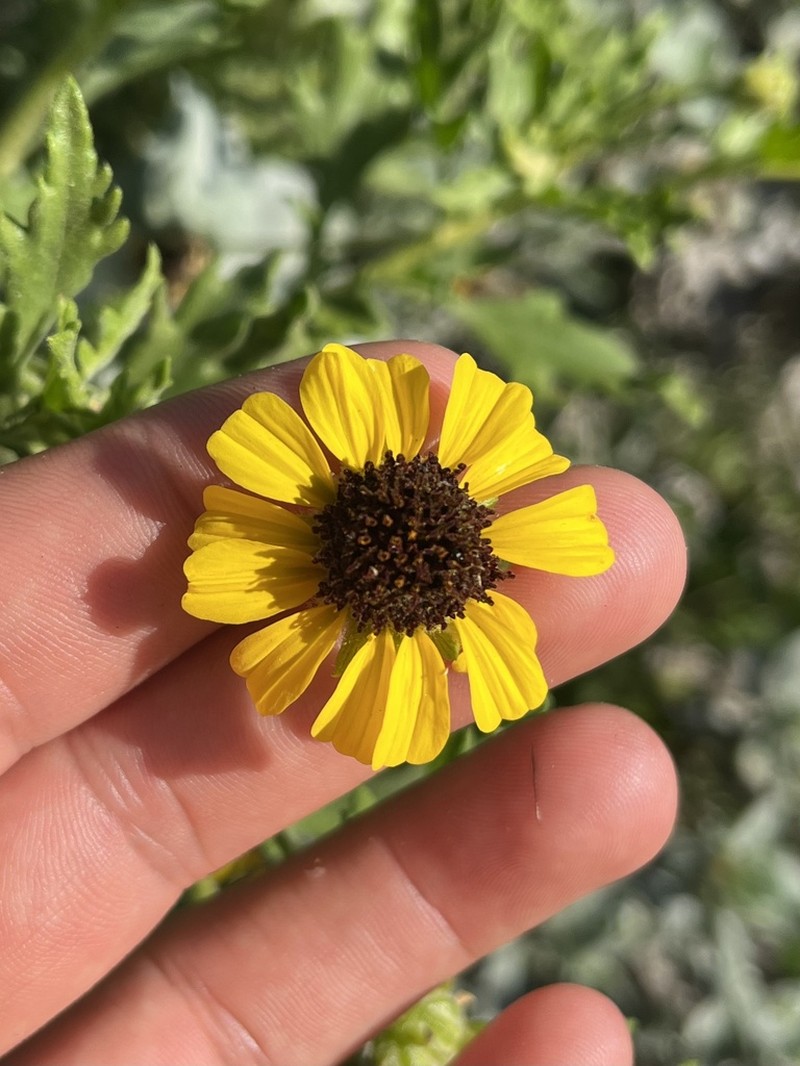 Encelia laciniata photo 7