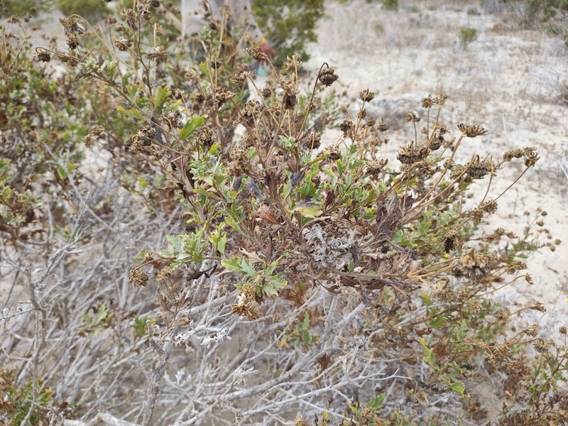 Encelia laciniata photo 8